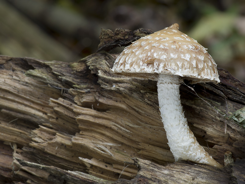 Hemipholiota populnea